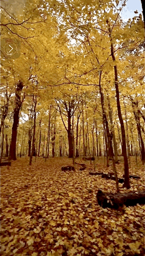 a forest with yellow leaves on the ground and trees