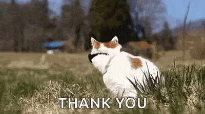 Cats Cool Cat GIF - Cats Cool Cat Cool GIFs