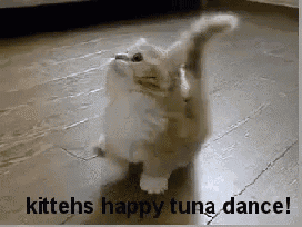 a picture of a kitten dancing with the words kittehs happy tuna dance below it