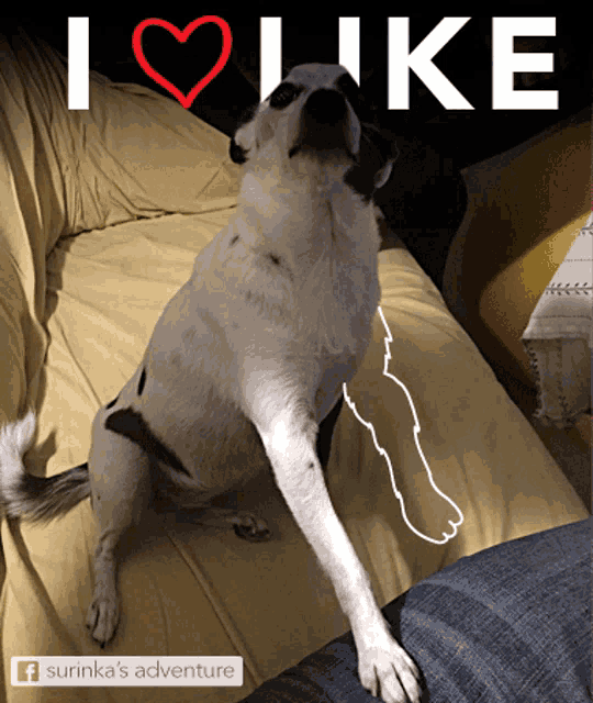 a black and white dog sitting on a couch with the words i love like behind it