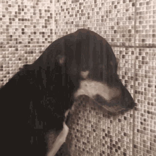 Triste Cachorro GIF - Triste Cachorro Cachorrinho GIFs
