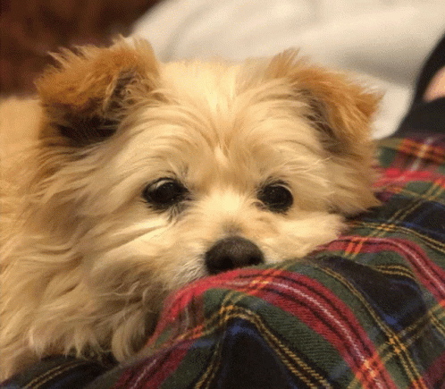 Cute Dog Mitsy GIF - Cute Dog Mitsy Puppy GIFs