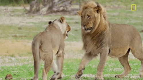 Lions Fight GIF - Lions Fight GIFs