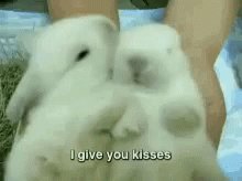Kisses Bunnies GIF - Kisses Bunnies Cute GIFs