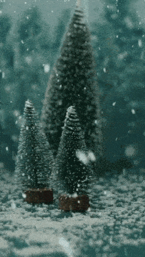 three small christmas trees are covered in snow