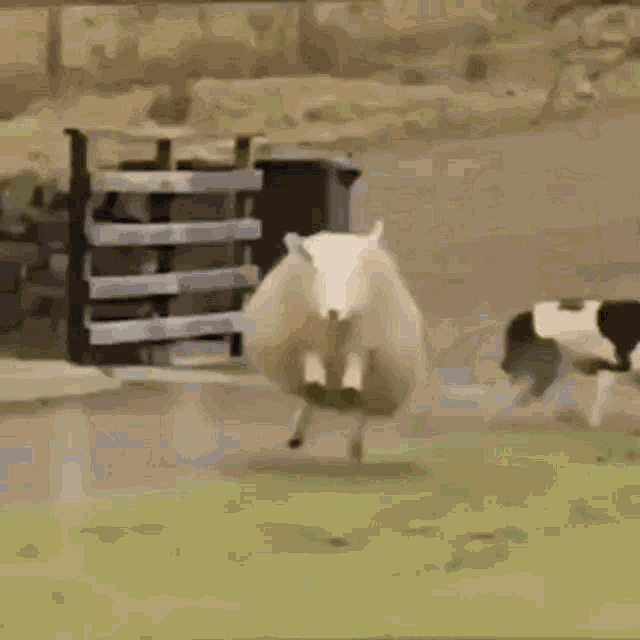 Happy Sheep GIF - Happy Sheep Excited GIFs