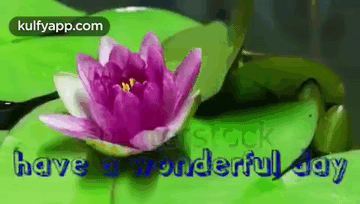Have A Wonderful Day.Gif GIF - Have A Wonderful Day Trending Have A Great Day GIFs