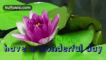 a purple lotus flower is surrounded by green leaves .