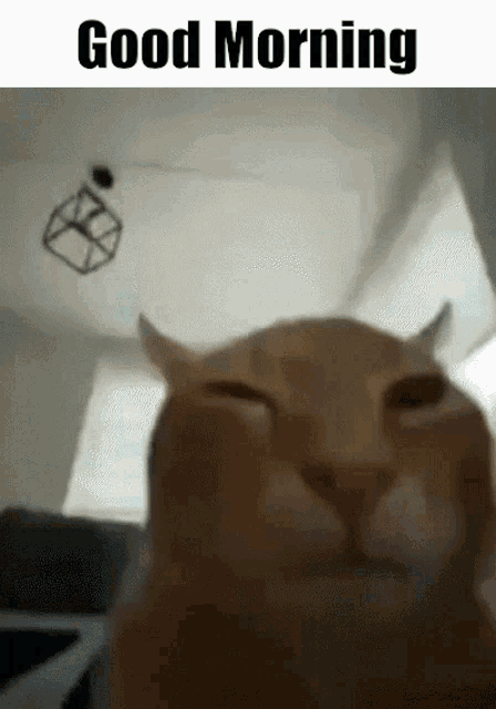 a close up of a cat 's face with the words good morning above it