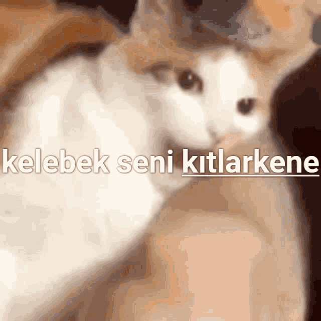 a blurred image of a cat with the words " kelebek seni kitlarkene " written in white