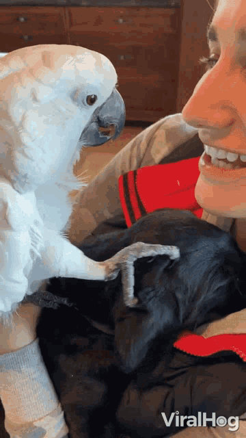Parrot And Dog Viralhog GIF - Parrot And Dog Viralhog Parrot Caressing A Dog GIFs