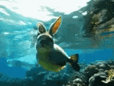 a fish that looks like a rabbit is swimming in the ocean .