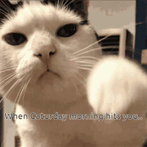 Caturday Cat GIF - Caturday Cat Morning GIFs