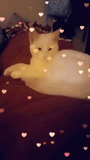 a white cat is laying on a bed with hearts surrounding it