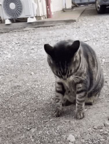 Cat Roll Out Transformers Cat Summersault GIF