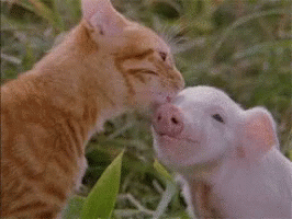 Pig Cat GIF - Pig Cat Lick Head GIFs