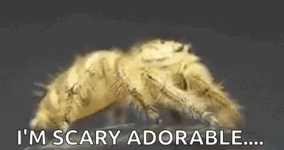 Bugs Spiders GIF - Bugs Spiders Yellow GIFs