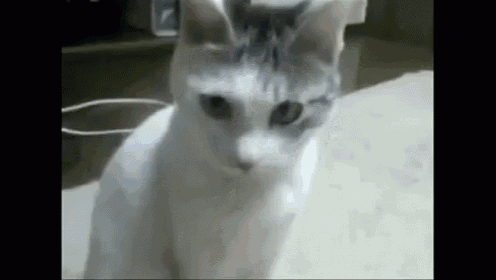 Halloween Cat Shocker  GIF - Cat GIFs