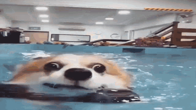 Dog Swimming GIF - Dog Swimming GIFs