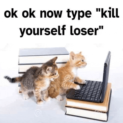 two kittens are standing next to each other in front of a laptop .