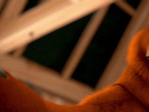 a close up of a cat 's face with a blurred background