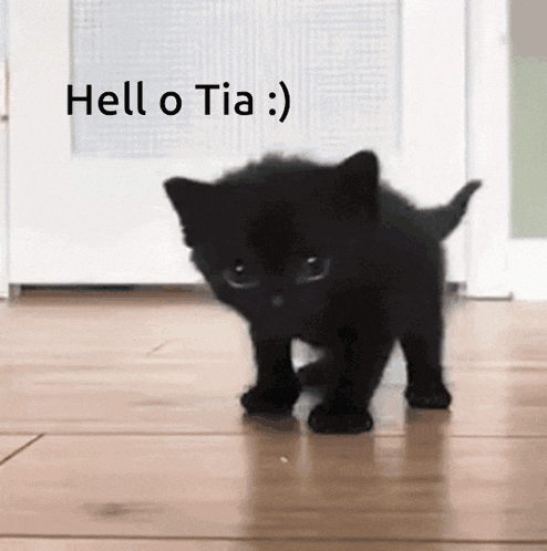 Tia Hello Tia GIF - Tia Hello Tia Hello Tia Kitten GIFs