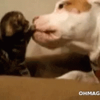 Dogs Cats GIF - Dogs Cats GIFs