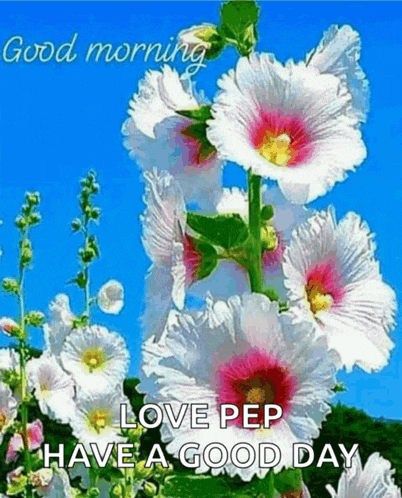 a bunch of white and pink flowers with the words `` good morning love pep have a good day ''