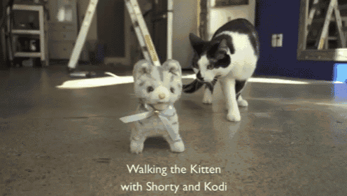 Walking The Cat GIF - Kitten Kitty Cat GIFs