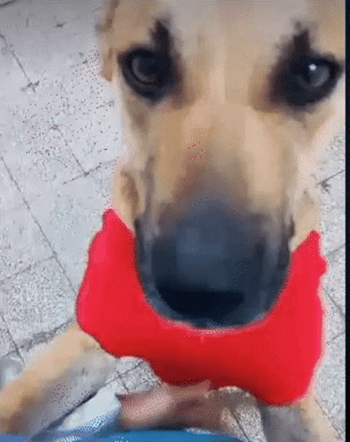 Yuka Lwiza GIF - Yuka Lwiza Cute Dog GIFs