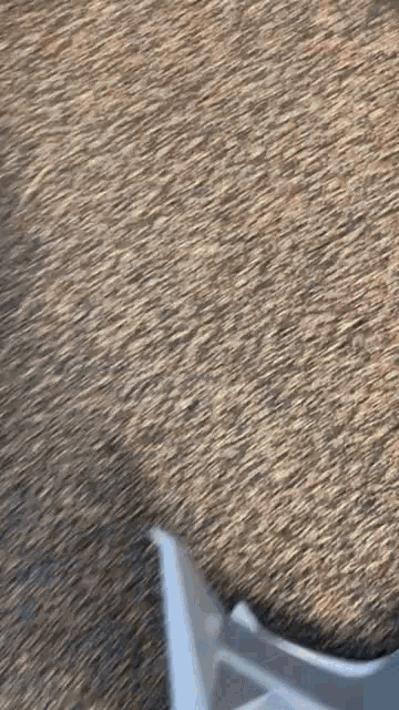 a close up of a carpet with a blurred background