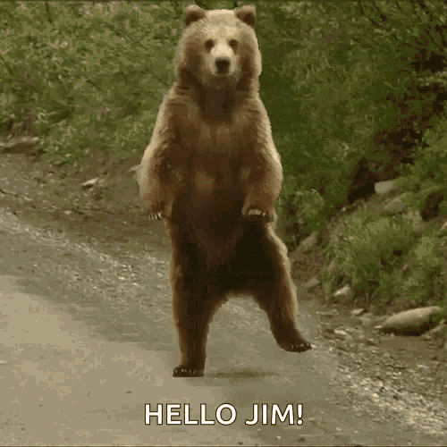 Hello Jim Bear GIF - Hello Jim Bear Dancing GIFs