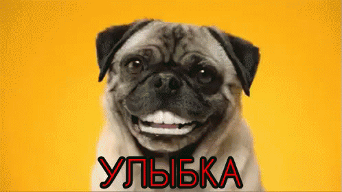 улыбка собака улыбнись счастье зубы GIF - Ulibka Ulibnis Sobaka GIFs
