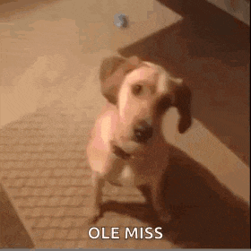 a dog is standing on a rug and looking at the camera with the words ole miss written on the bottom .