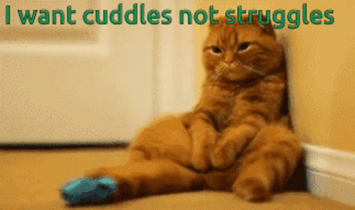 I Want Cuddles Not Struggles Sad GIF - I Want Cuddles Not Struggles Sad Cat GIFs