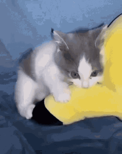 Biting Kitten GIF