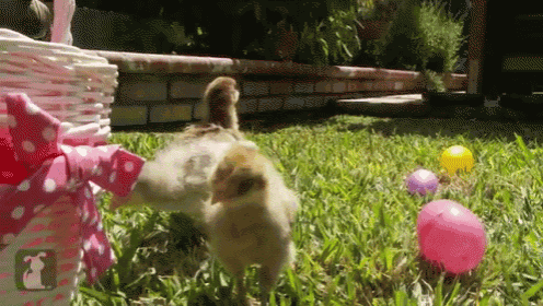 Three Baby Chicks GIF - Chicks Animals Easter GIFs
