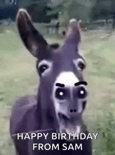 Happy Birthday From Sam Donkey GIF - Happy Birthday From Sam Donkey GIFs