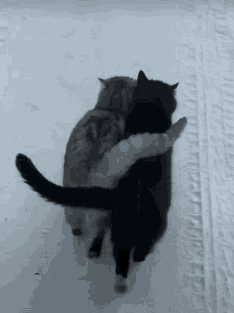 Couples Cats GIF