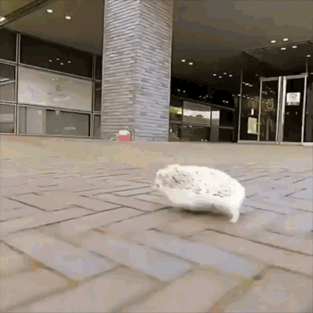 a hamster is walking on a brick sidewalk in front of a building
