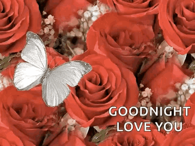 a butterfly is flying over a bunch of red roses with the words `` goodnight love you '' .