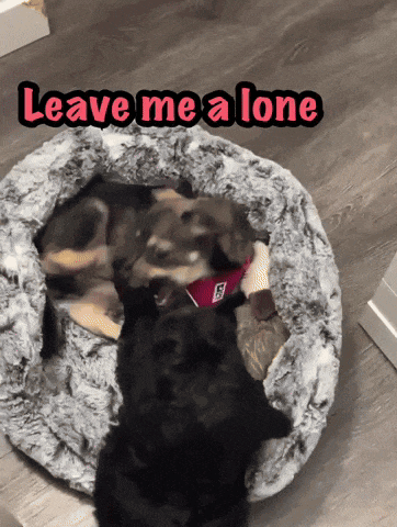 three dogs are laying in a dog bed with the words " leave me alone " above them