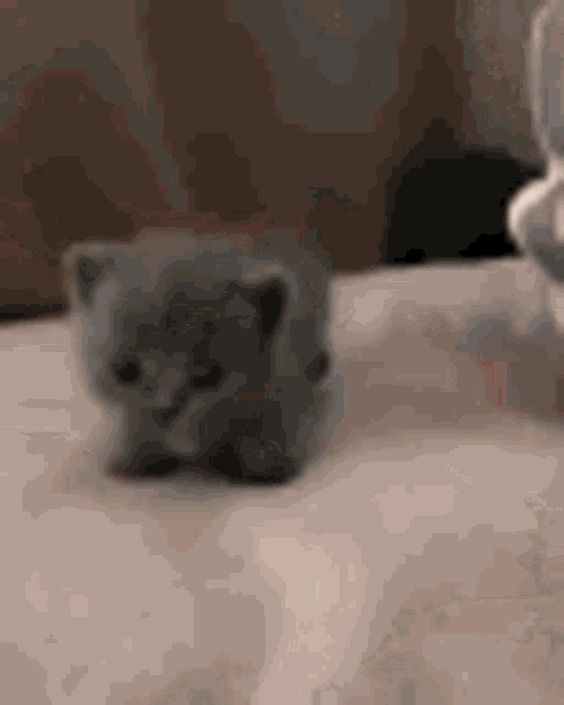 Cute Cat Petting GIF - Cute Cat Petting Kurrco GIFs