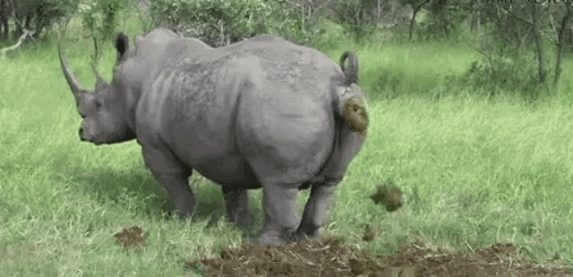 two rhinos are standing in a grassy field with a rhino 's butt sticking out of the dirt