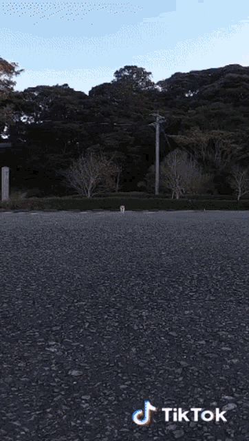 a cat is walking down a road with a tik tok watermark