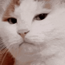 a close up of a white and orange cat 's face with a sad look on its face .