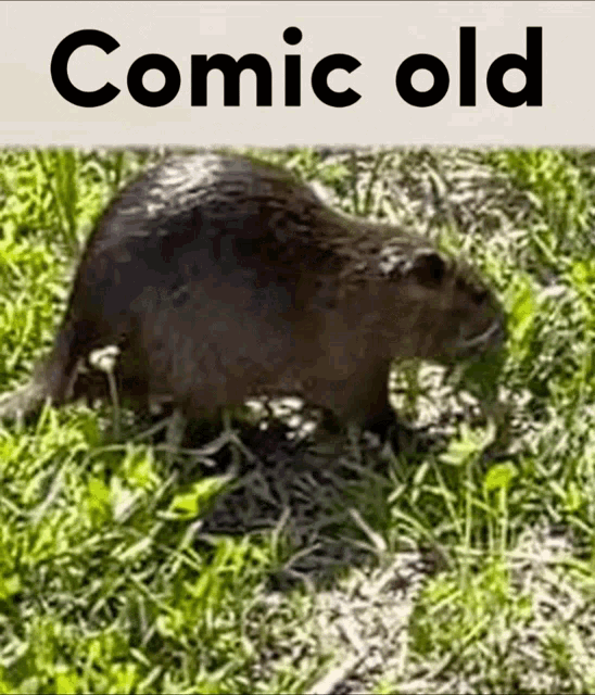 a picture of a squirrel with the words comic old below it