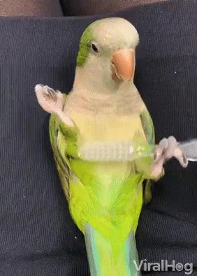 Parrot Parrot Pampers Itself GIF