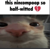 Nincompoop GIF - Nincompoop GIFs