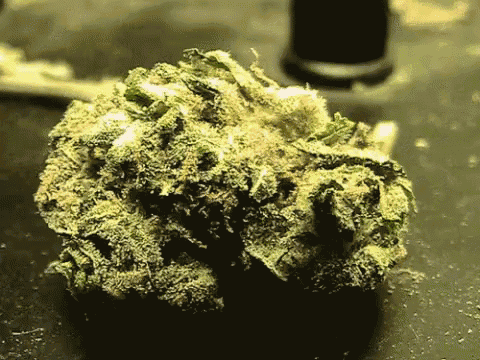a close up of a green marijuana bud on a table